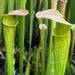Sarracenia × harperi