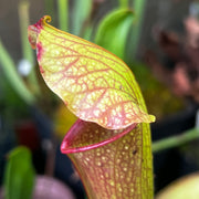 Sarracenia 'Wizard's Sleeve'