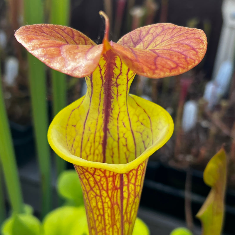 Sarracenia flava var. cuprea - Very Large Form MK-F153
