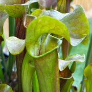 Sarracenia 'Joyce Cooper'
