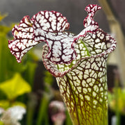 Sarracenia leucophylla 'Bocaza'