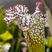 Sarracenia leucophylla 'Bocaza'