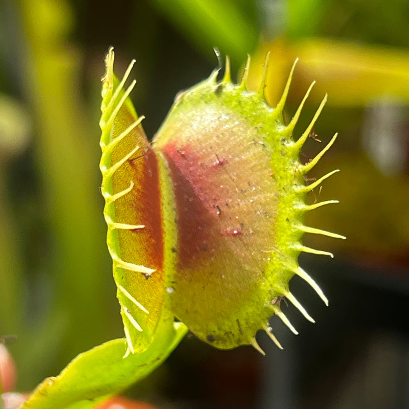 Dionaea muscipula 'Red Bull'