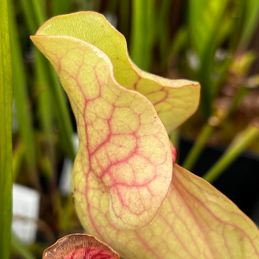 Sarracenia purpurea subsp. venosa var. burkii (Bay County, North Florida)