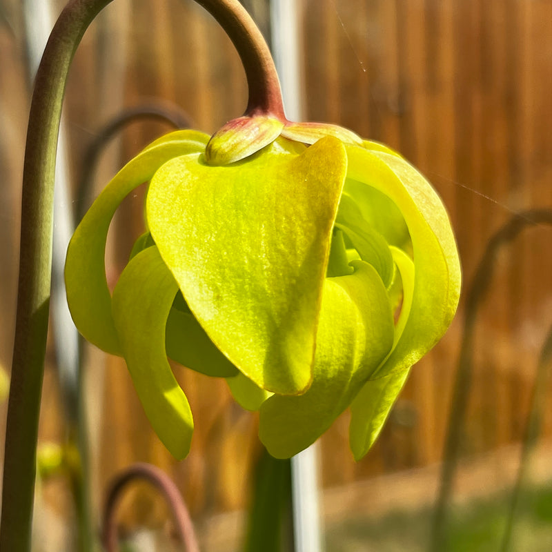 Sarracenia × moorei (SL26 X SFA12)