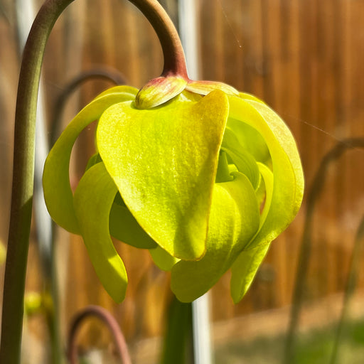 Sarracenia × moorei (SL26 X SFA12)