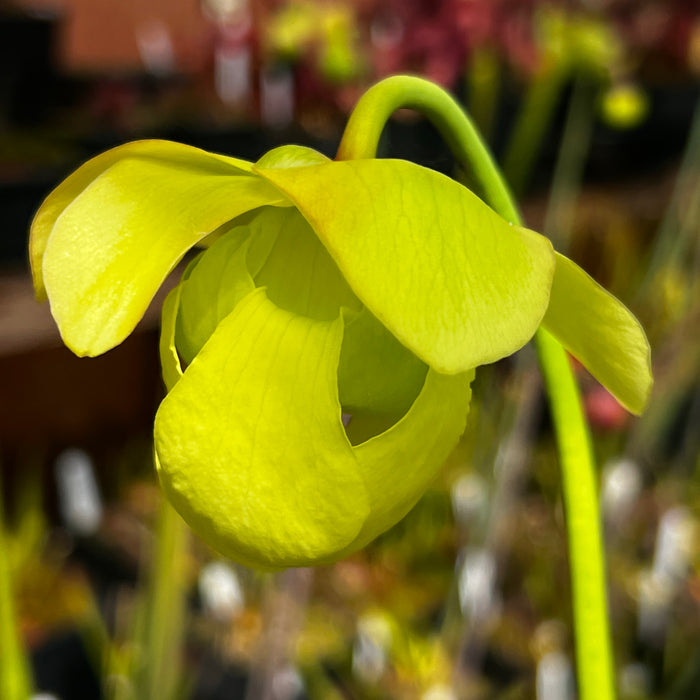 Sarracenia 'Blackadder'
