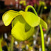 Sarracenia 'Blackadder'