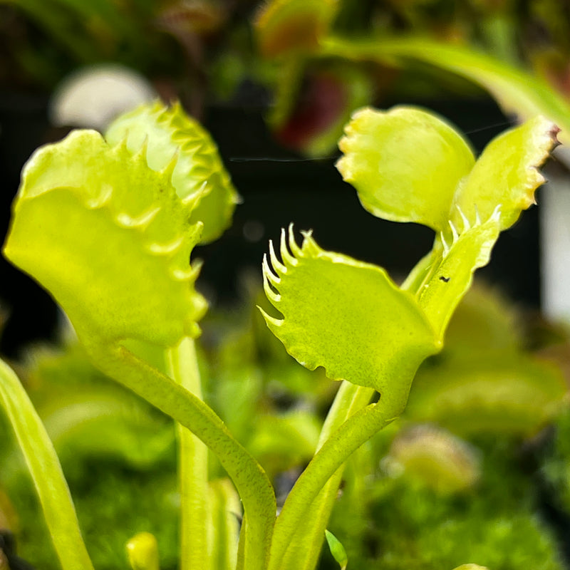 Dionaea muscipula 'Werewolf'