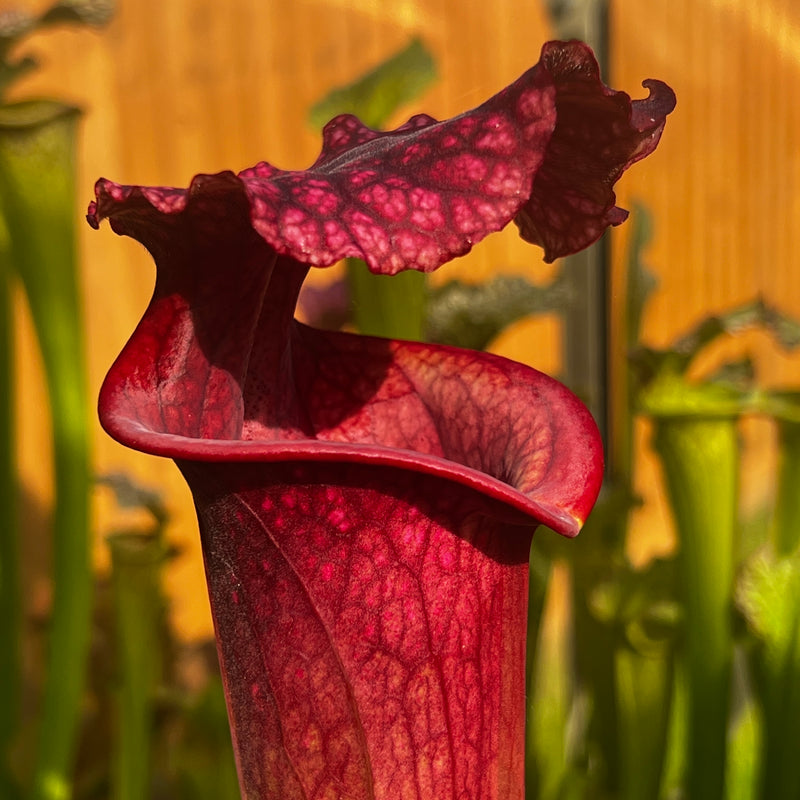 Sarracenia × moorei 'Praetorian Guard'