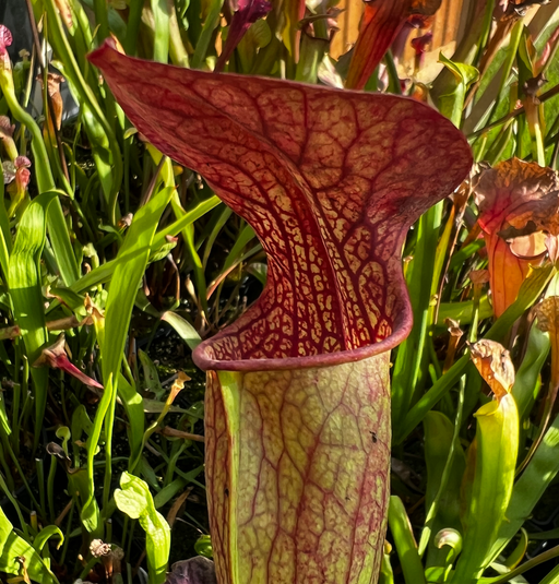 Sarracenia alata Jackson County Florida