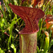 Sarracenia alata Jackson County Florida