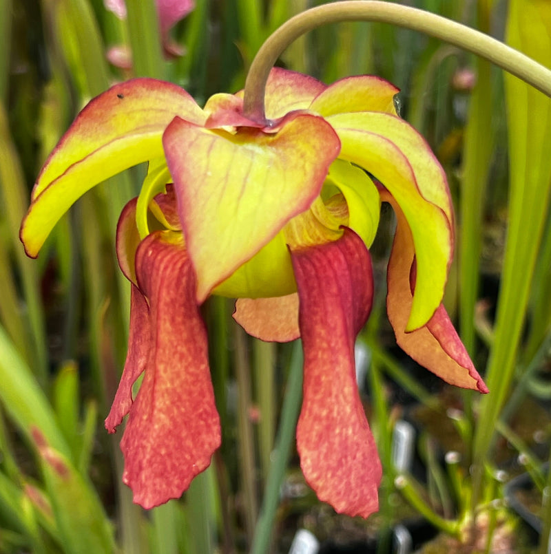 Sarracenia × moorei 'John David King'