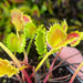 Dionaea muscipula 'Chinese Dumpling'