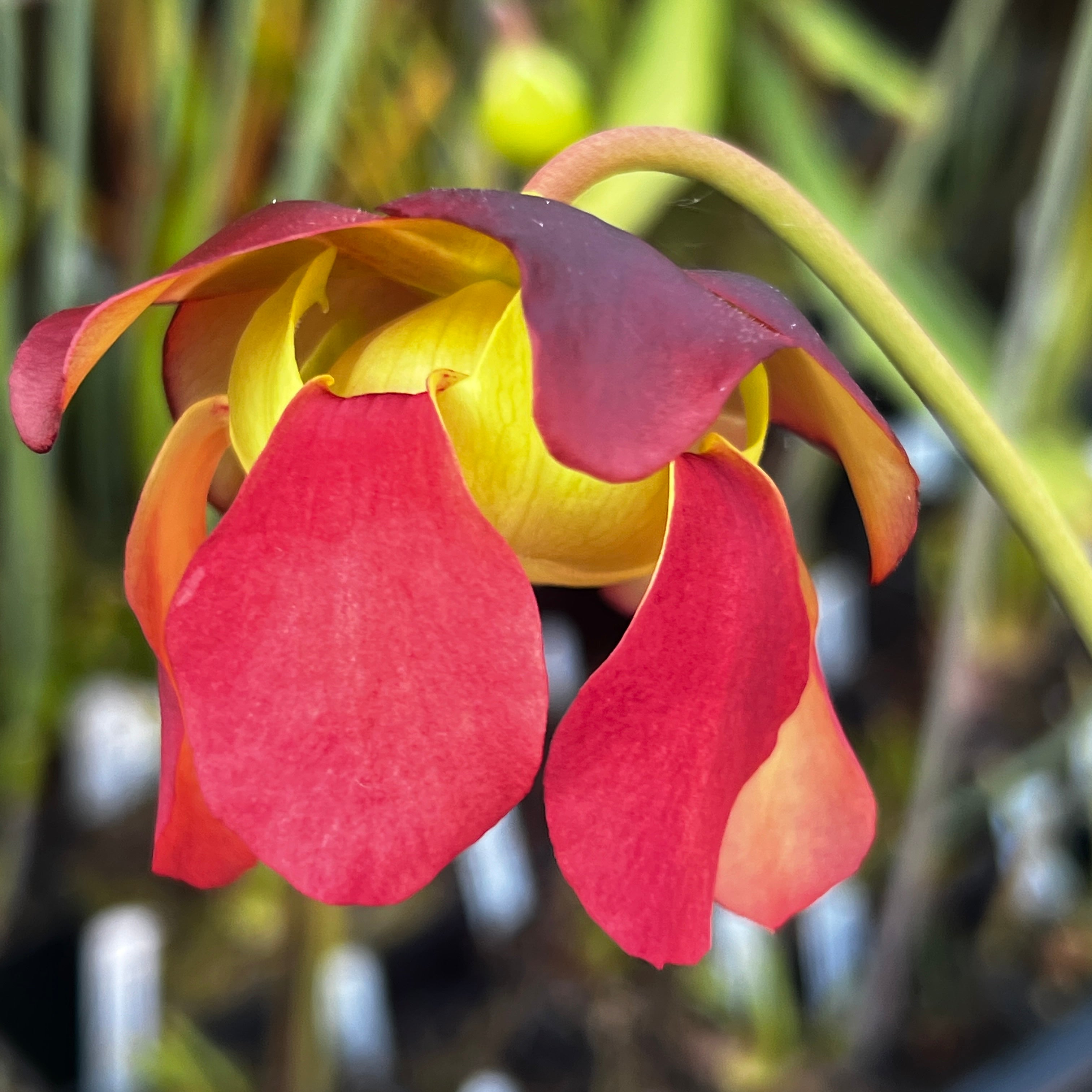 Sarracenia × chelsonii MK-H175 | Pitcher Plant