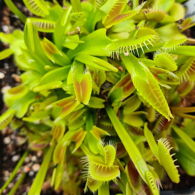Dionaea muscipula - Fake Dracula