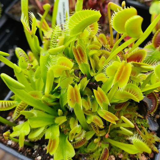 Dionaea muscipula - Fake Dracula