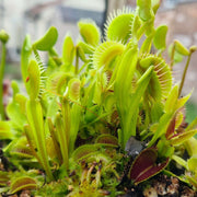 Dionaea muscipula - Fake Dracula