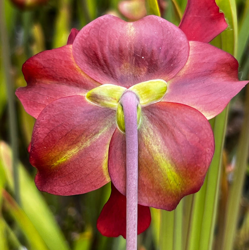 Sarracenia leucophylla var. alba 'Hurricane Creek White' - Clone F (Baldwin County, Alabama) MK-L145F