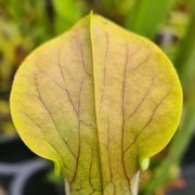 Sarracenia rubra subsp. wherryi - Chatom Giant (Washington County, Alabama)