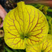 Sarracenia flava var. cuprea 'Strained'