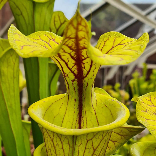 Sarracenia flava var. cuprea 'Strained'