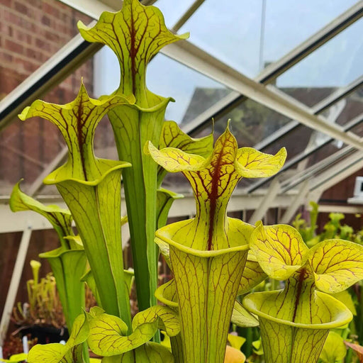 Sarracenia flava var. cuprea 'Strained'