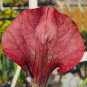 Sarracenia 'Asbo'