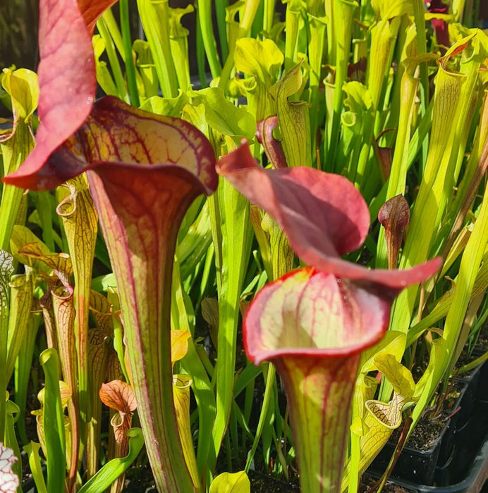 Sarracenia 'Asbo'