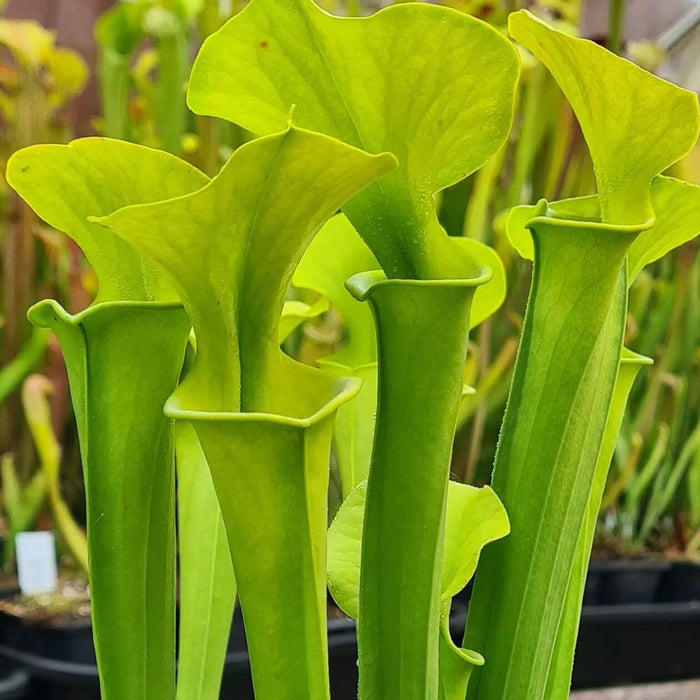 Sarracenia flava var. maxima 'James Wong' (Green Swamp, North Carolina) MS-SFX01