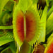 Dionaea muscipula 'DC XL'