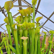 Sarracenia flava var. cuprea (Santee Coastal Reserve, South Carolina)