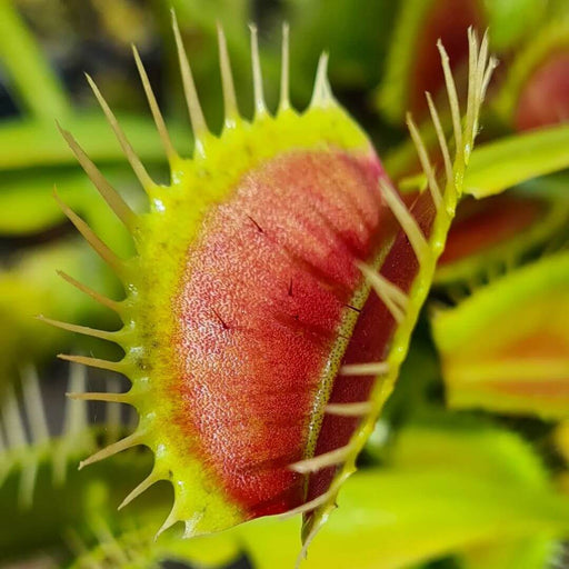 Dionaea muscipula 'DC XL'