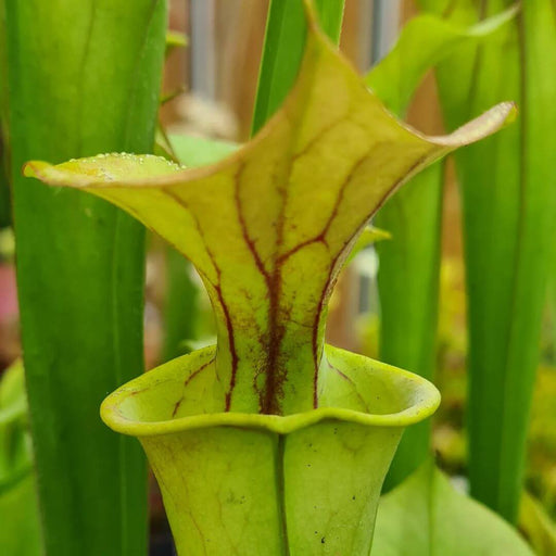 Sarracenia flava var. cuprea (Santee Coastal Reserve, South Carolina)