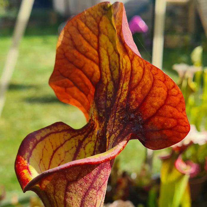 Sarracenia 'Asbo'