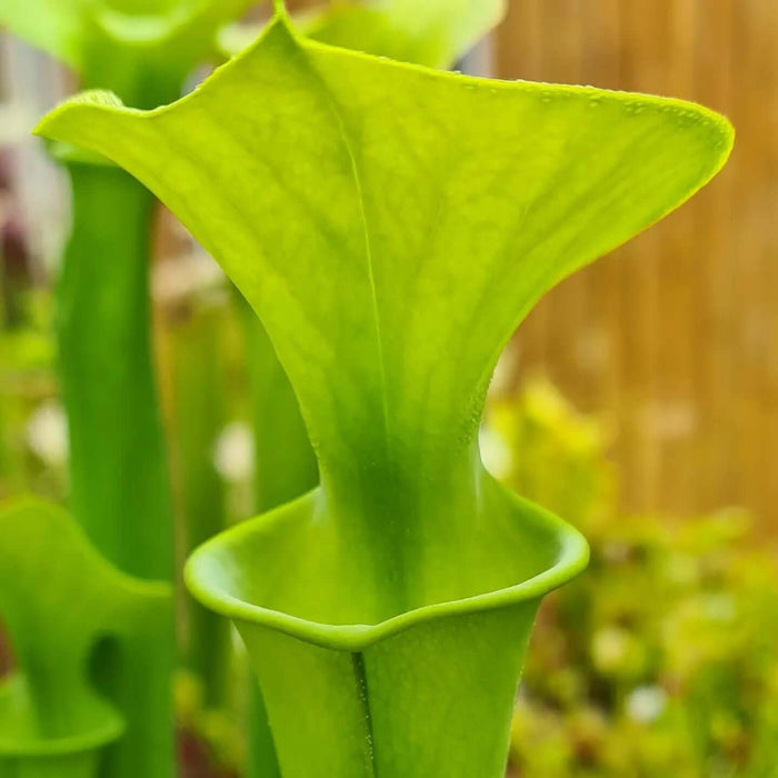 Sarracenia flava var. maxima 'James Wong' (Green Swamp, North Carolina) MS-SFX01