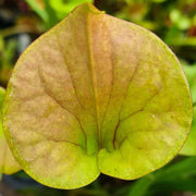 Sarracenia flava var. cuprea (Santee Coastal Reserve, South Carolina)
