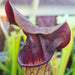 Sarracenia 'Blackadder'