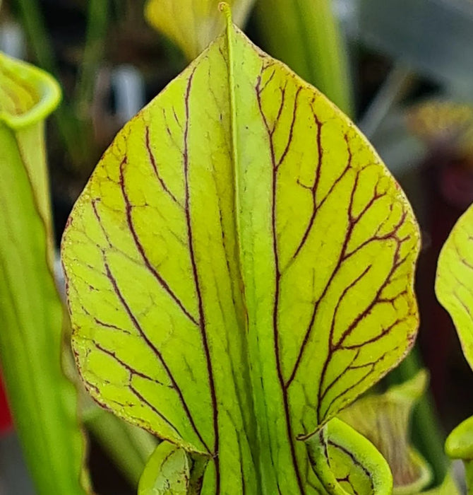 Sarracenia × popei