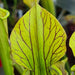 Sarracenia × popei