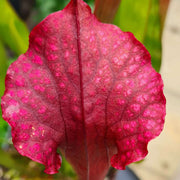 Sarracenia 'Max Rawlings'