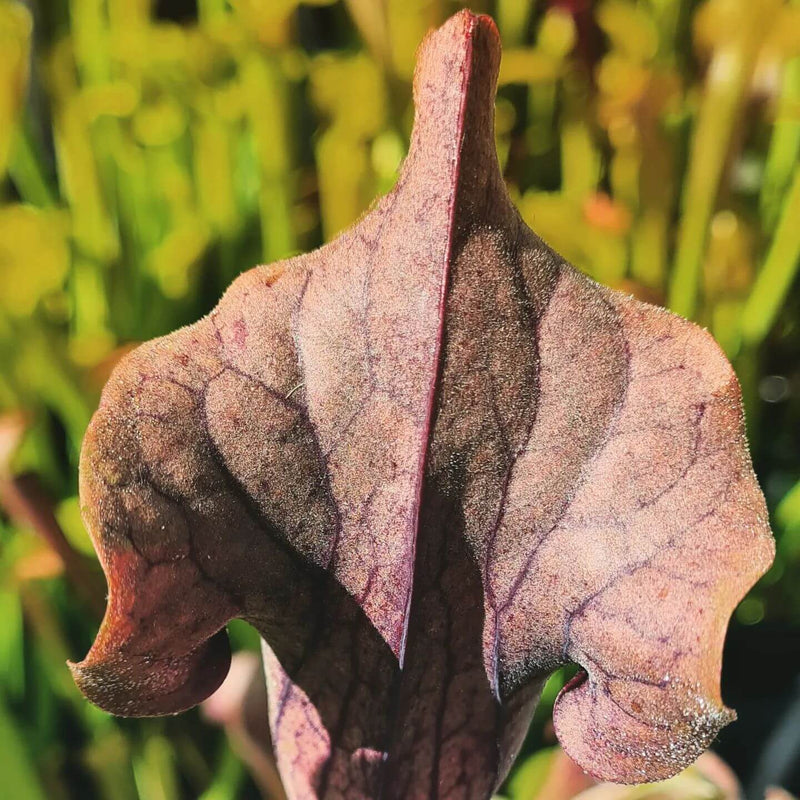 Sarracenia 'Blackadder'
