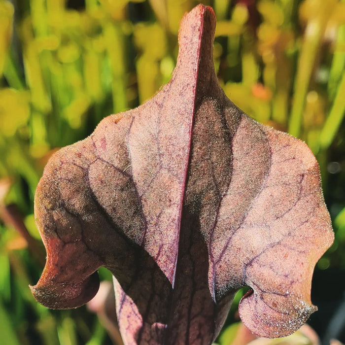 Sarracenia 'Blackadder'