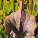 Sarracenia 'Blackadder'