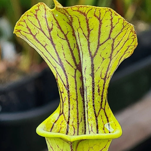 Sarracenia × popei