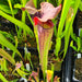 Sarracenia 'Blackadder'