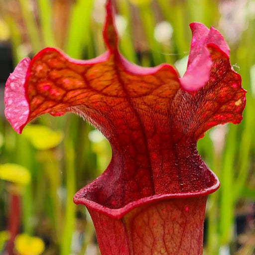 Sarracenia 'Max Rawlings'