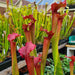 Sarracenia 'Max Rawlings'