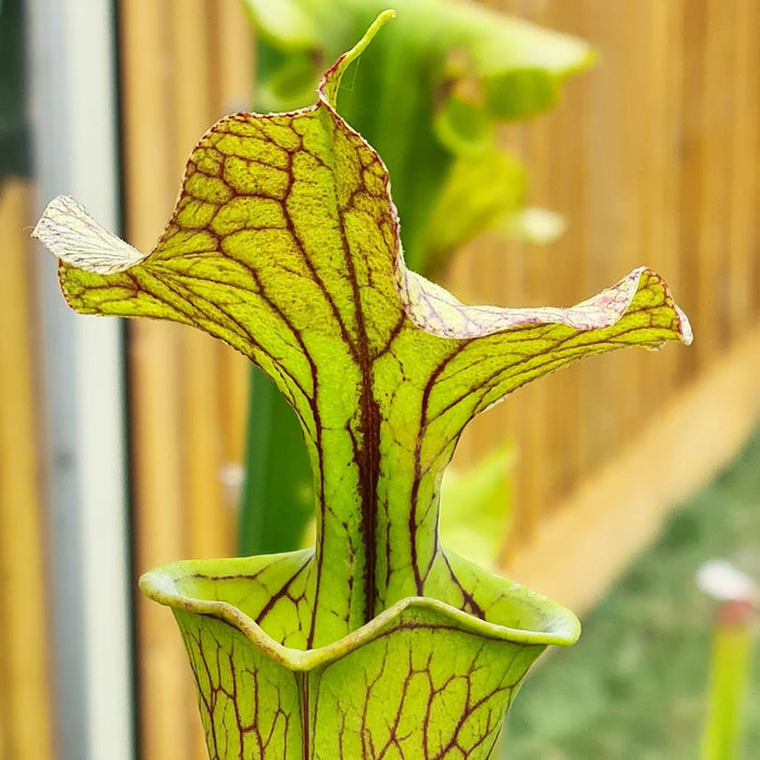 Sarracenia × moorei - Ian Salter Clone 3