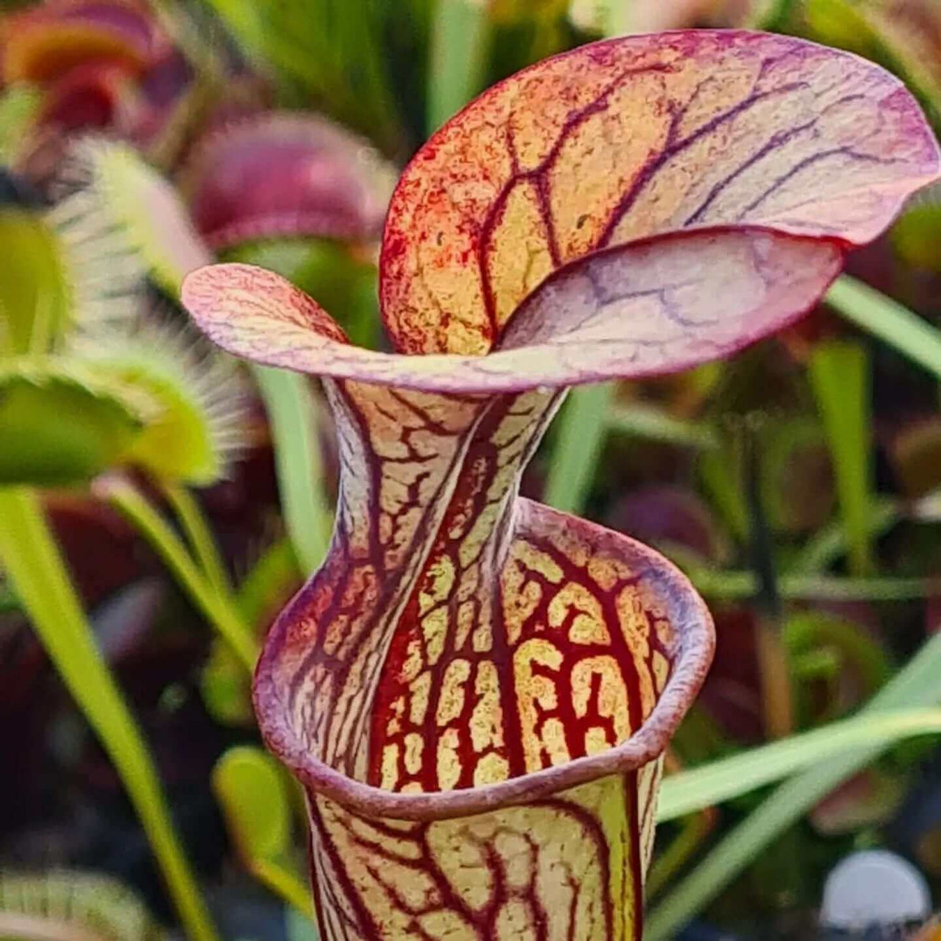 Sarracenia oreophila var. ornata